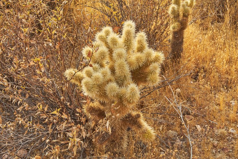 Autumn-in-the-Desert.jpg