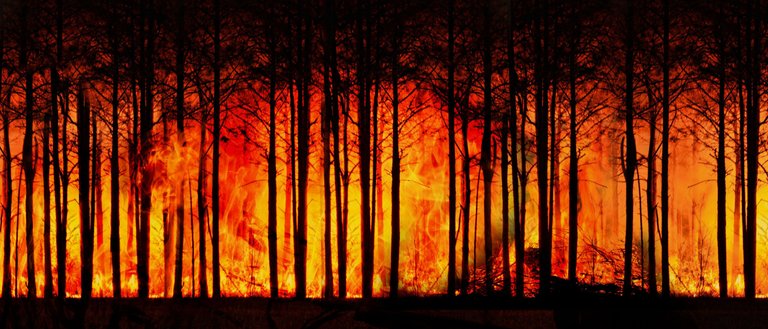 forest-fire-3836834.jpg