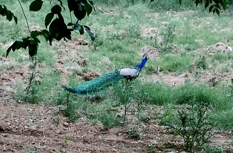 Wildlife.jpg