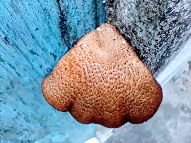 1000169214.jpg