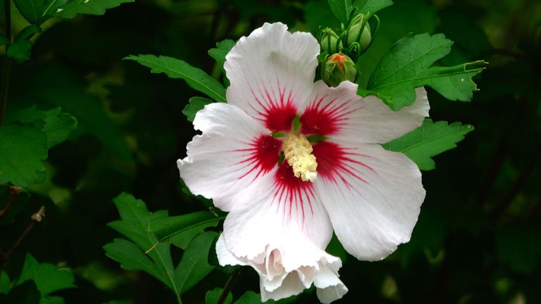 RoseOfSharon3.JPG