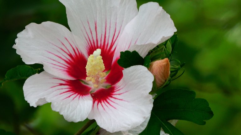 RoseOfSharon4.JPG