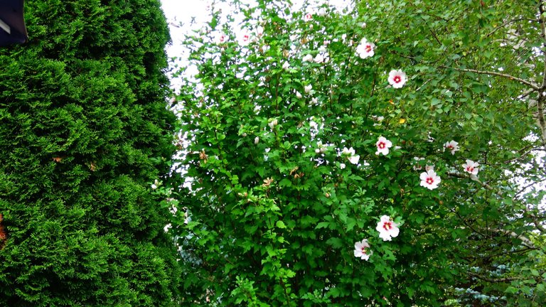 RoseOfSharon2.JPG
