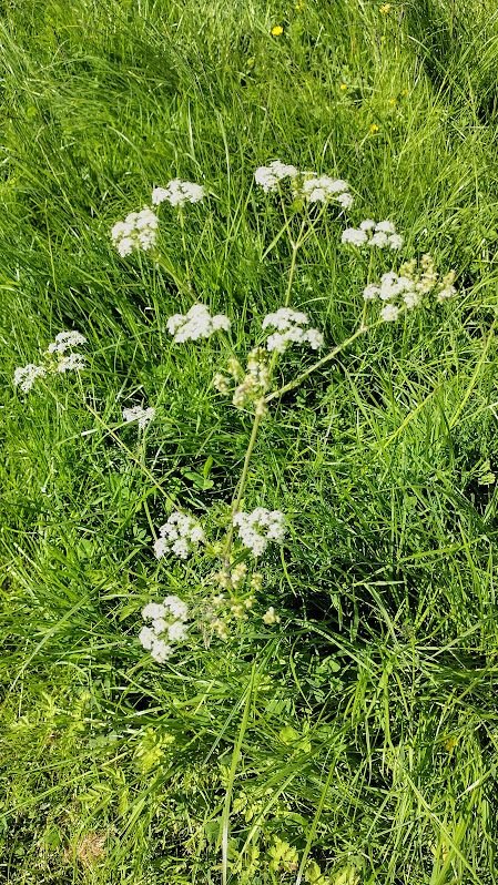 Cow parsley