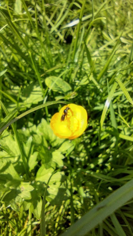 Buttercup with fly