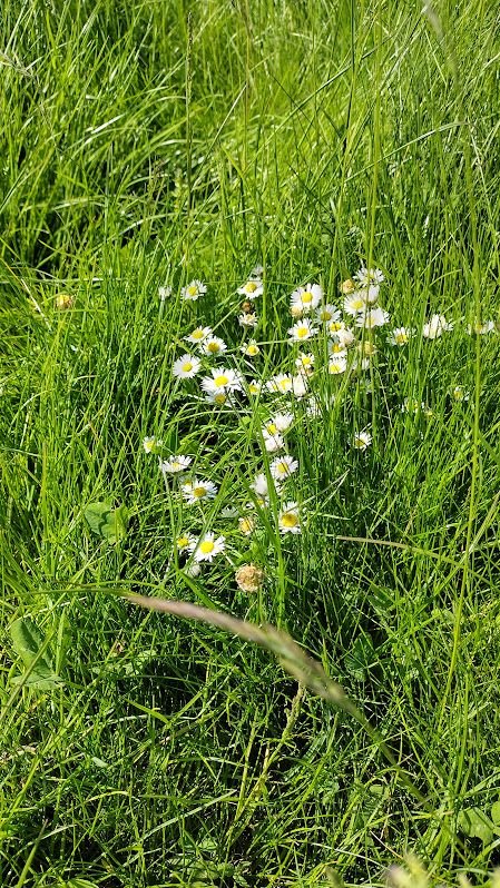 Daisies