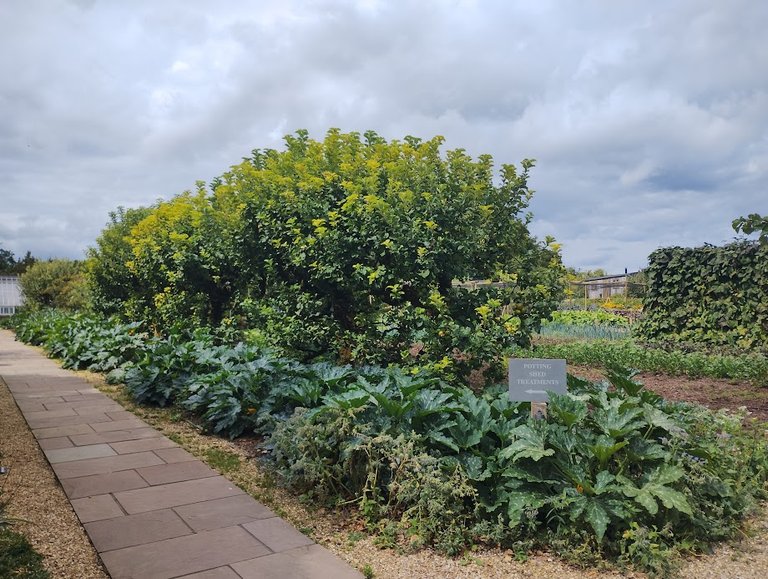 Kitchen garden