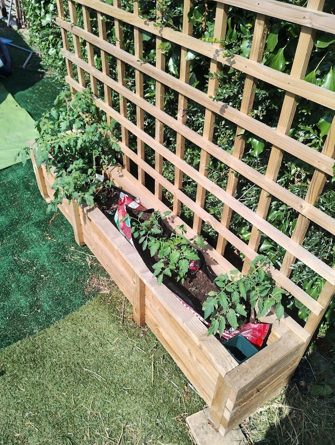 Tomatoes