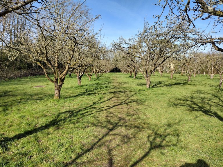 Orchard