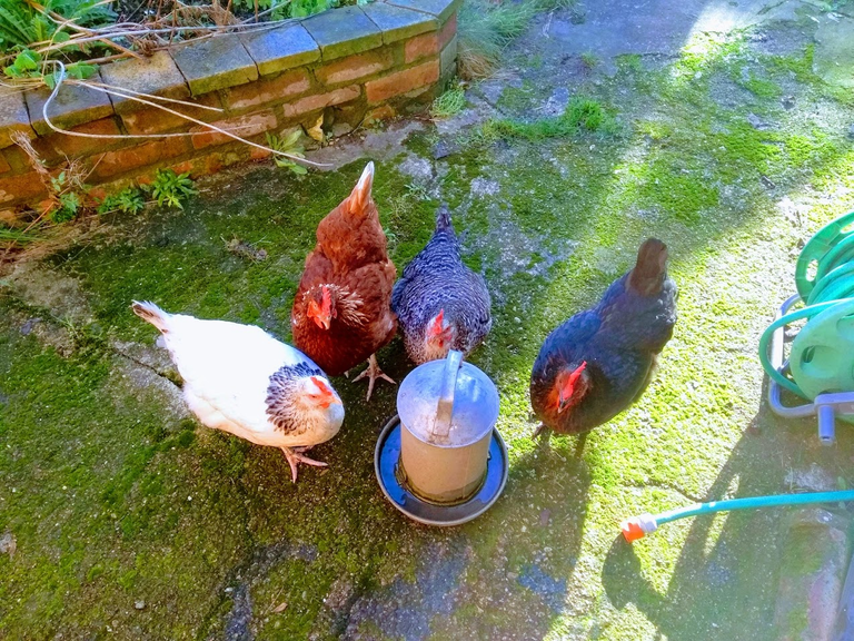 Chickens