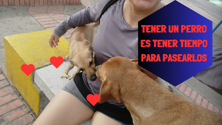 TENER UN PERRO ES TENER TIEMPO PARA PASEARLOS.png