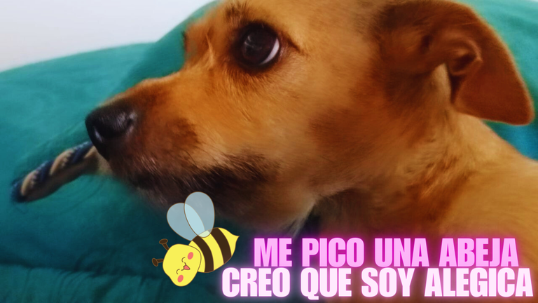 me pico una abeja.png