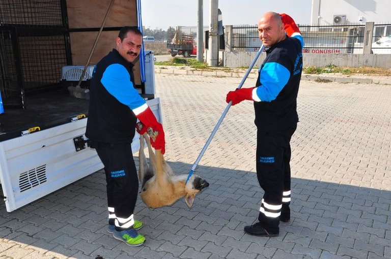 Thousands of dogs were collected in this way