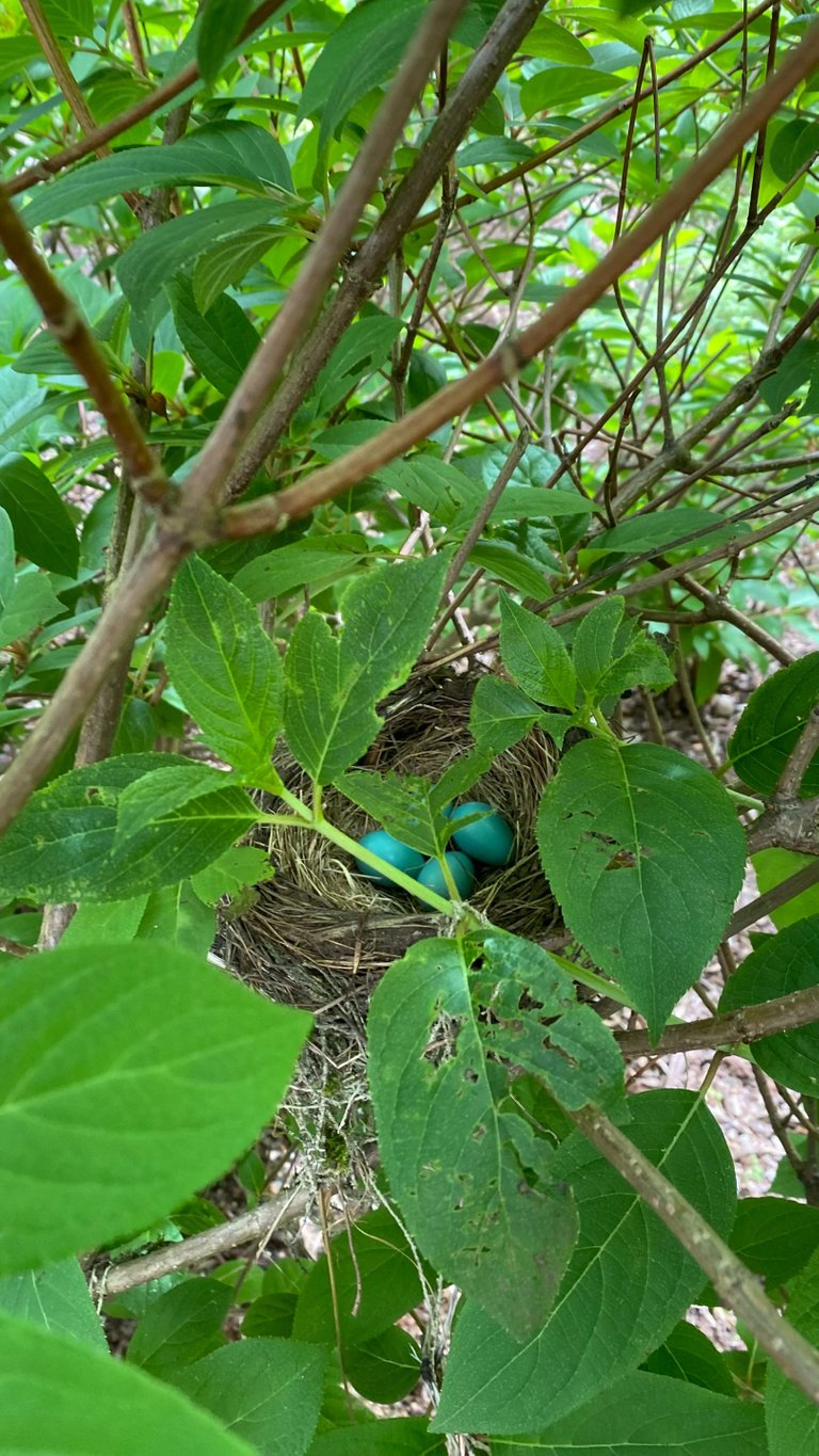 Three eggs