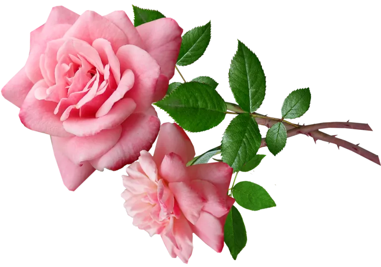 roses4993297_1280.webp