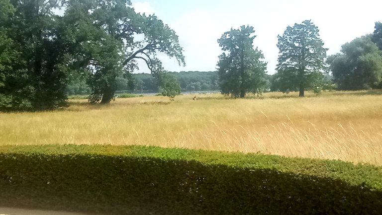 P_20230618_103535.jpg