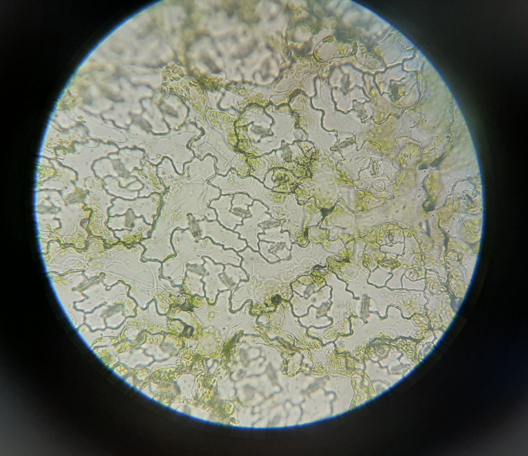 Stomatal cells when viewed below 40x