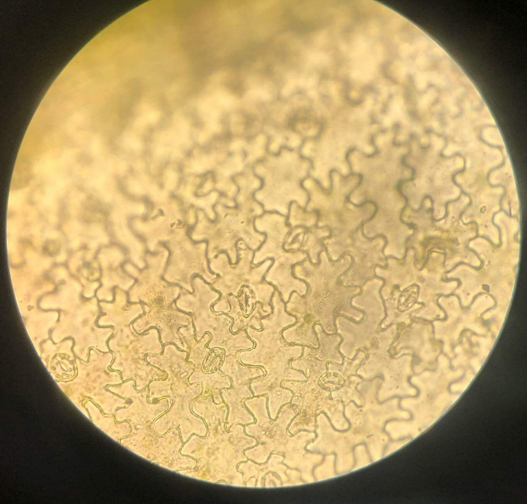 The stomatal cells in perilla