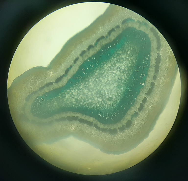 Root structure of class Magnoliidae when viewed below 10x