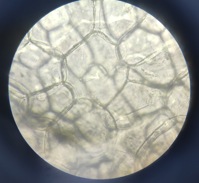 The onion's epidermal cells when viewed below 40x. microscope