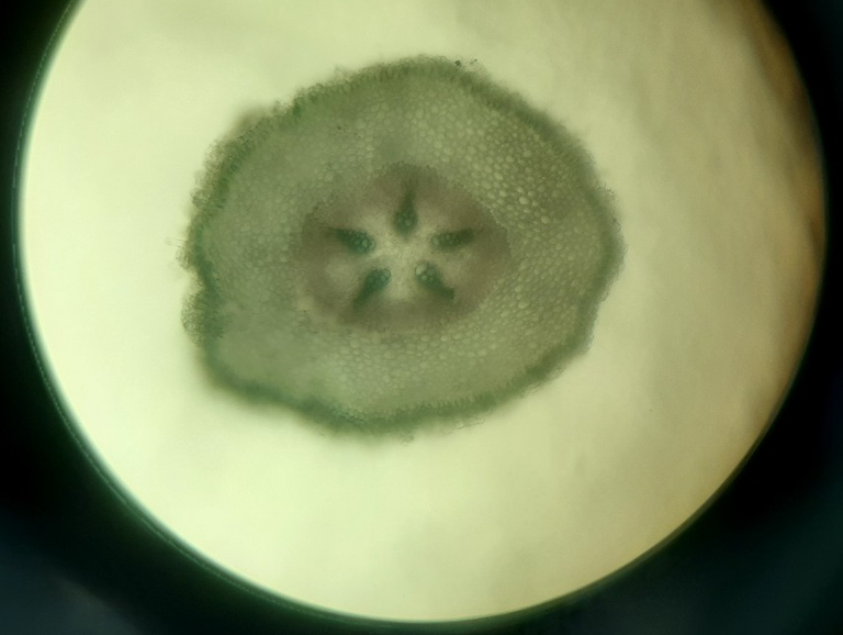 Primary roots of class Magnoliidae