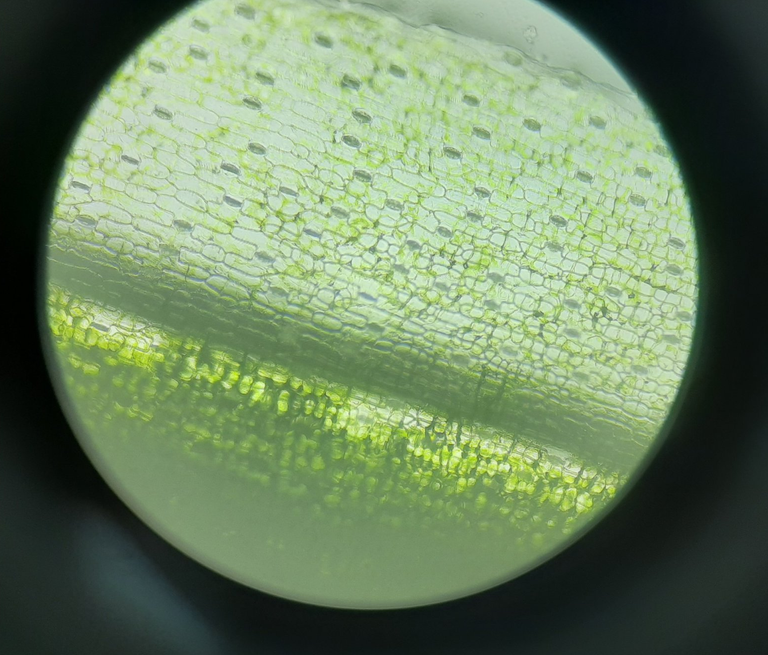 Crinum latifolium L.'s stomatal cells when viewed below 10x