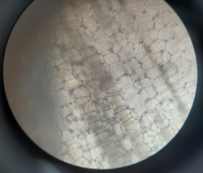 The onion's epidermal cells when viewed below 10x. microscope