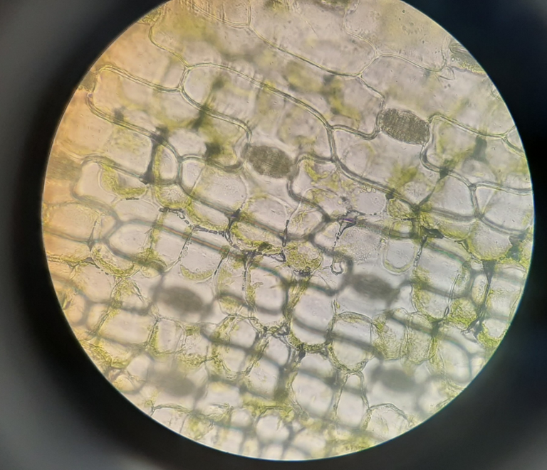 Crinum latifolium L.'s stomatal cells when viewed below 40x