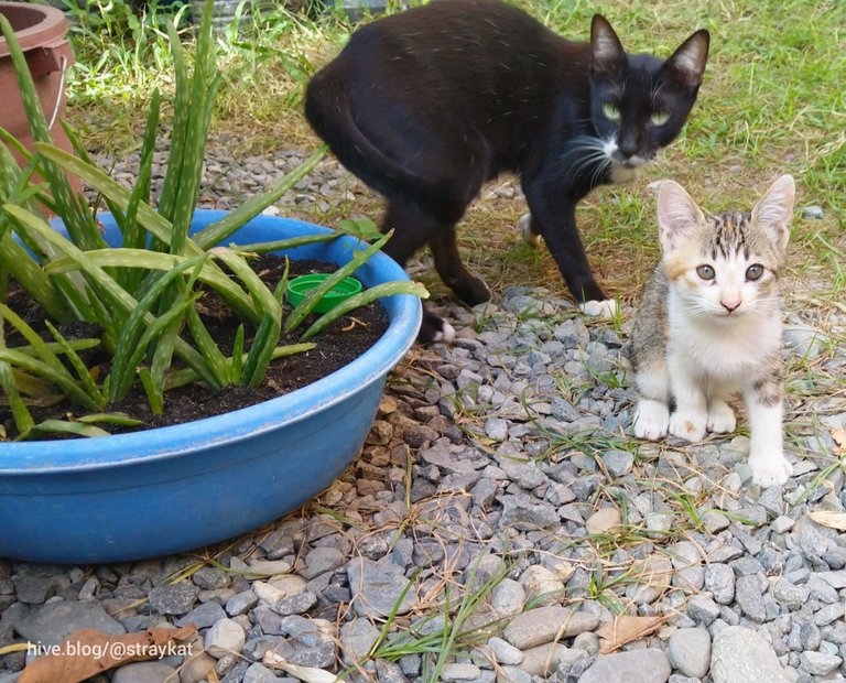 Our neighbor's cat and her kitten. I forgot to take a photo of the aloe vera, glad it was captured when I took photo of the cats.