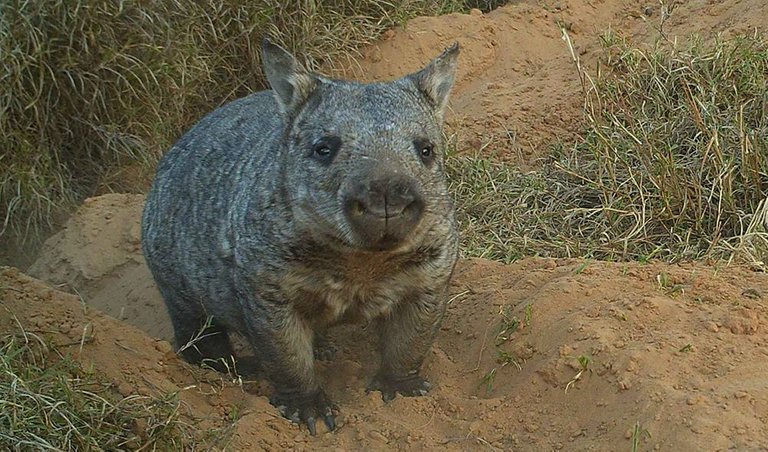 Northern-hairy-nosed-wombat.jpg