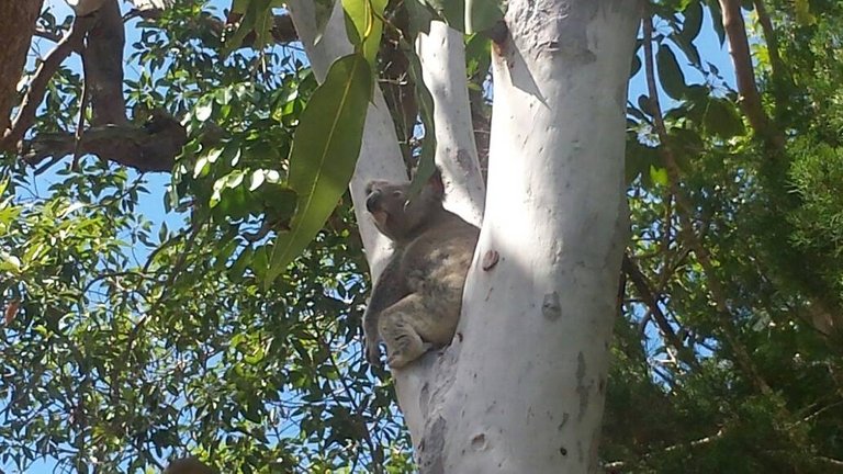 koalafork.jpg