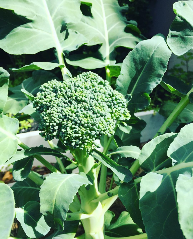 broccoli1.png