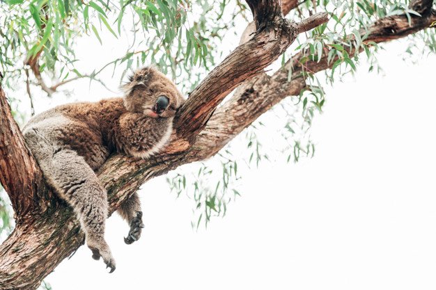 koalasleep.jpg
