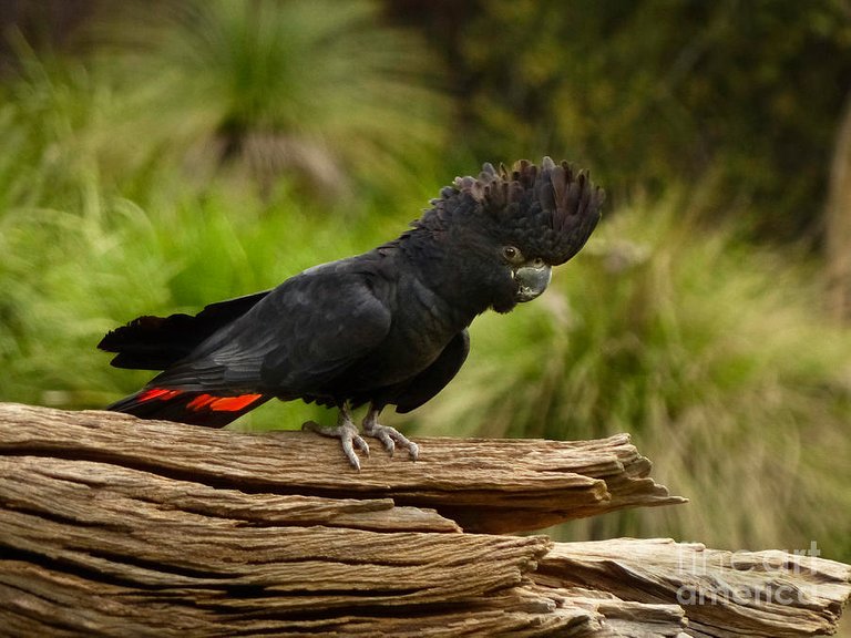 south-eastern-red-tailed-black-cockatoo.jpg