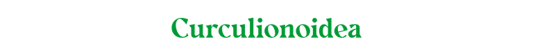 Curculionoidea.png