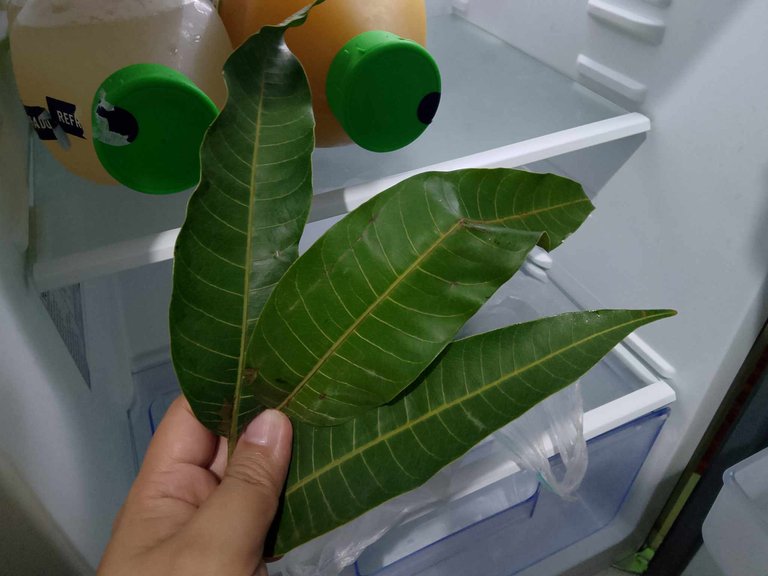 Mango Leaves 