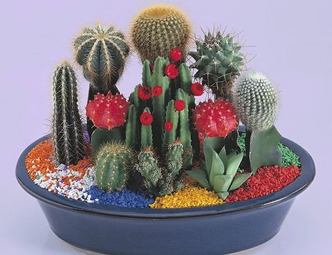 cuidar-los-cactus-1528361032.jpg