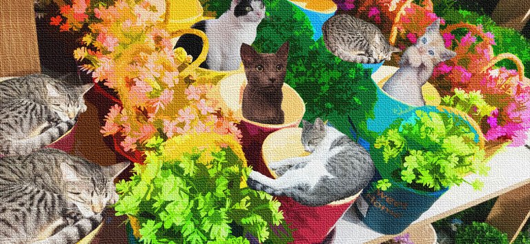 collage libre_gatos.jpg