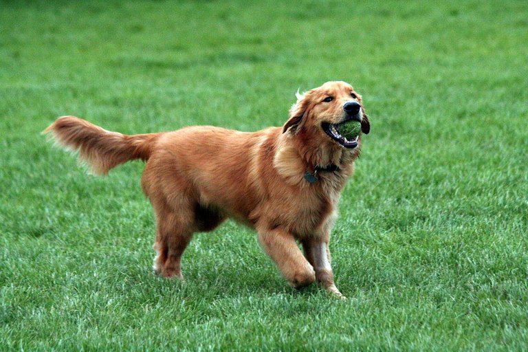 1200px-Golden_Retriever_with_tennis_ball.jpg