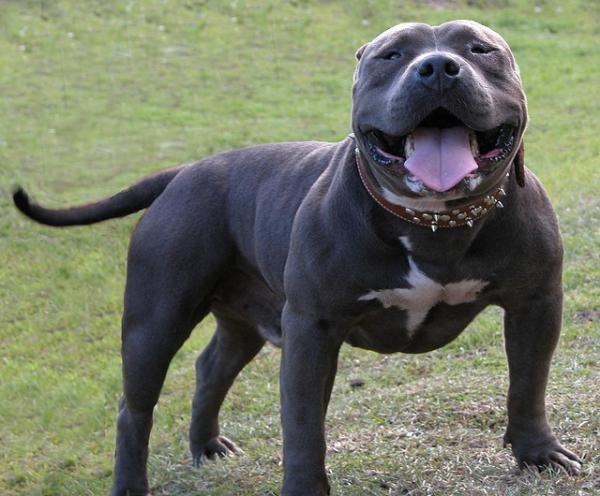 1_american_bully_4077_1_600.jpg