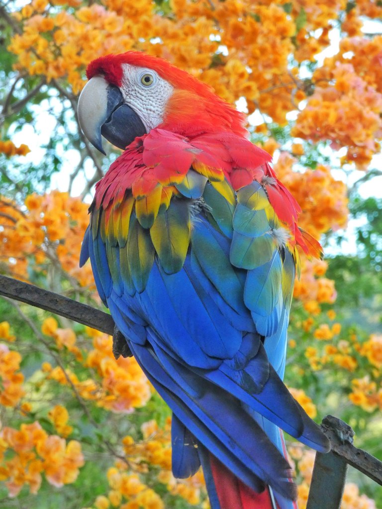 ¡Sesión de fotos a Bonita, una hermosa guacamaya! 🎋  [ESP/ENG]