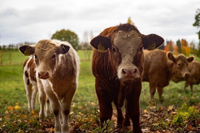 cows-4383468_640.jpg