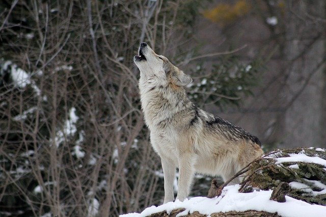 wolf-gdd5c7044f_640.jpg