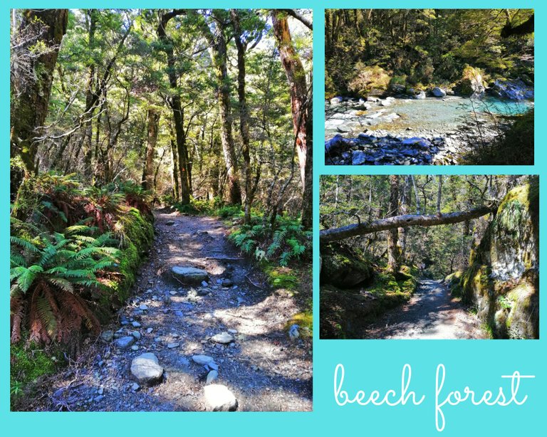 beech forest.png