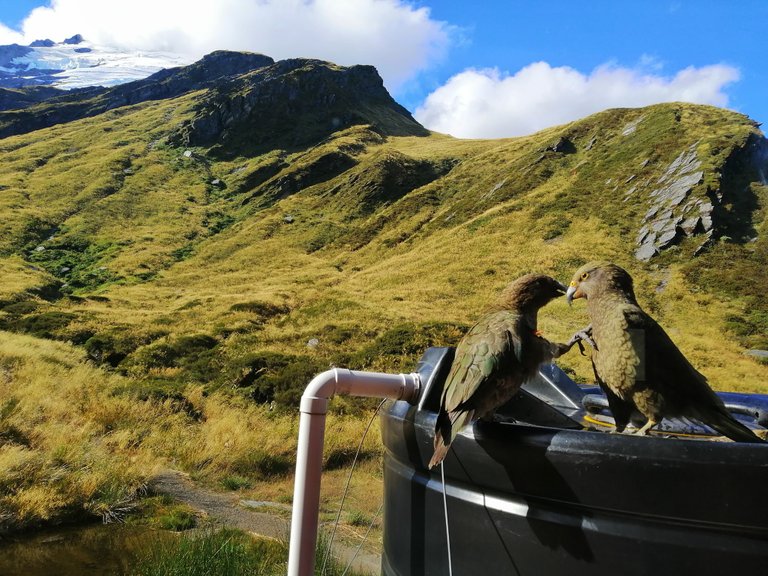 A couple of kea outside the hut.jpg