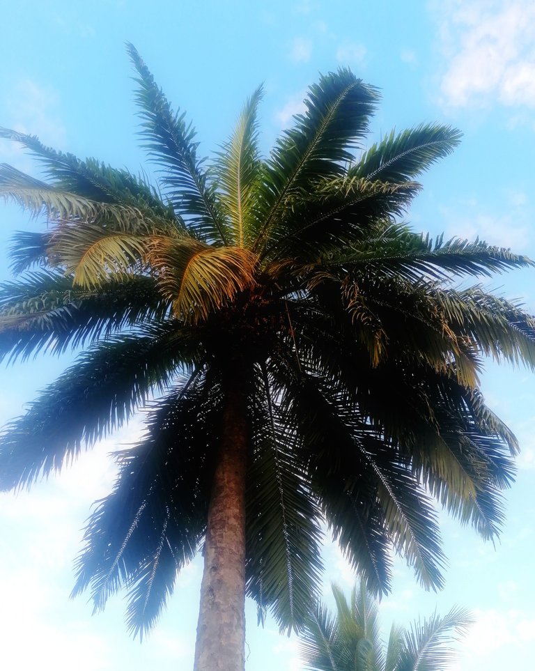 thailand palms 1.jpg