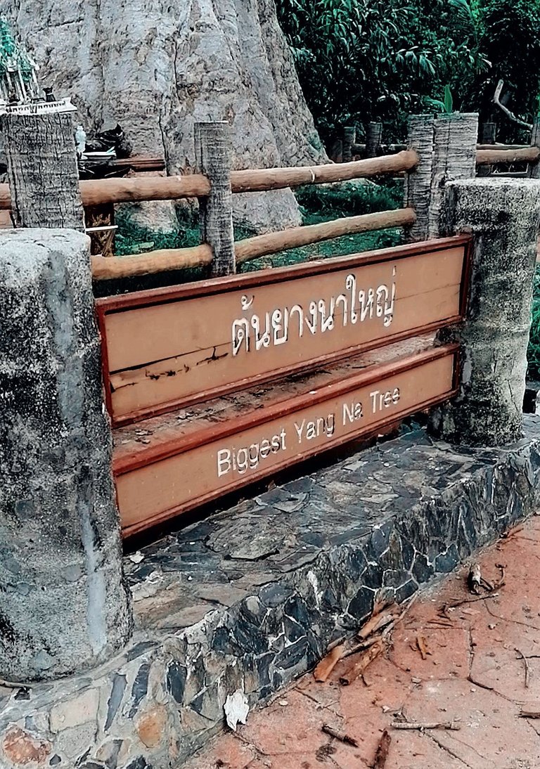 400 years old tree walk 15.jpg