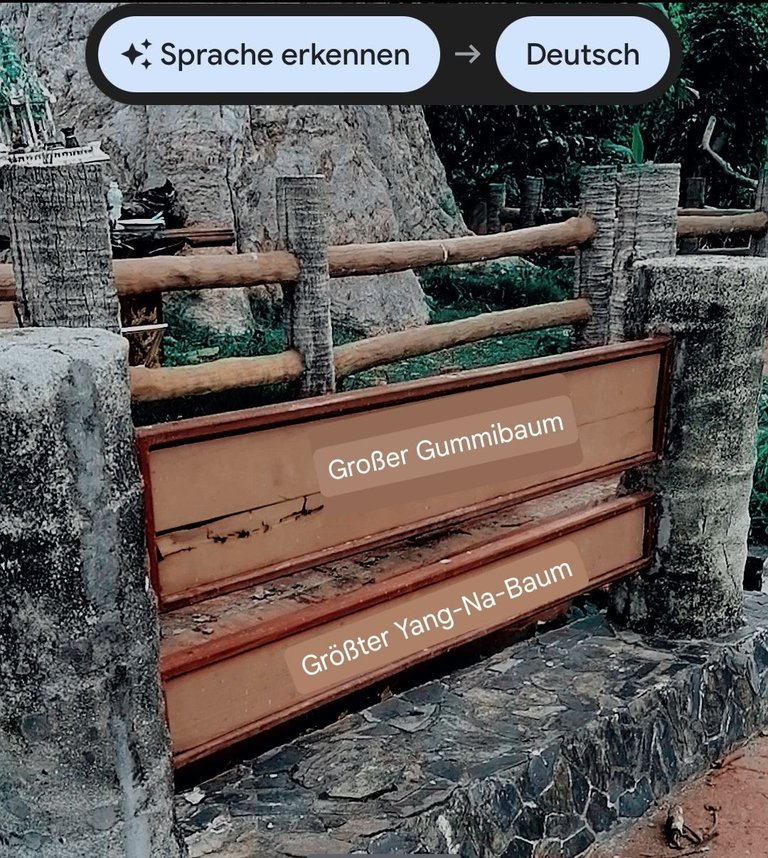 400 years old tree walk translate german 1.jpg