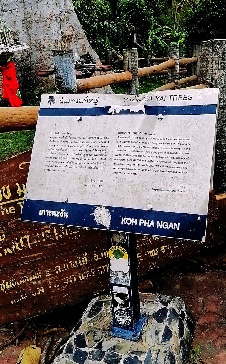 400 years old tree walk 17.jpg
