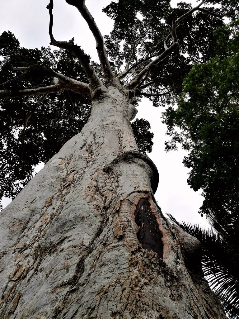 400 years old tree walk 19.jpg